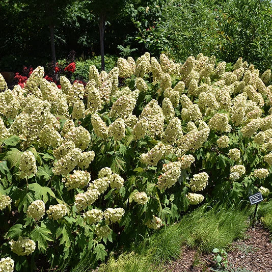 Hydrangea Gatsby Gal Oakleaf - 3 Gallon Pot - Image 3