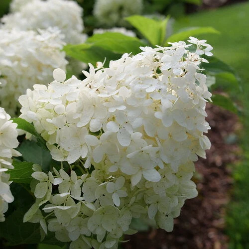 Hydrangea Puffer Fish - 2 Gallon Pot - Image 2
