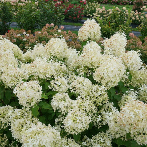 Hydrangea Puffer Fish - 2 Gallon Pot - Image 3
