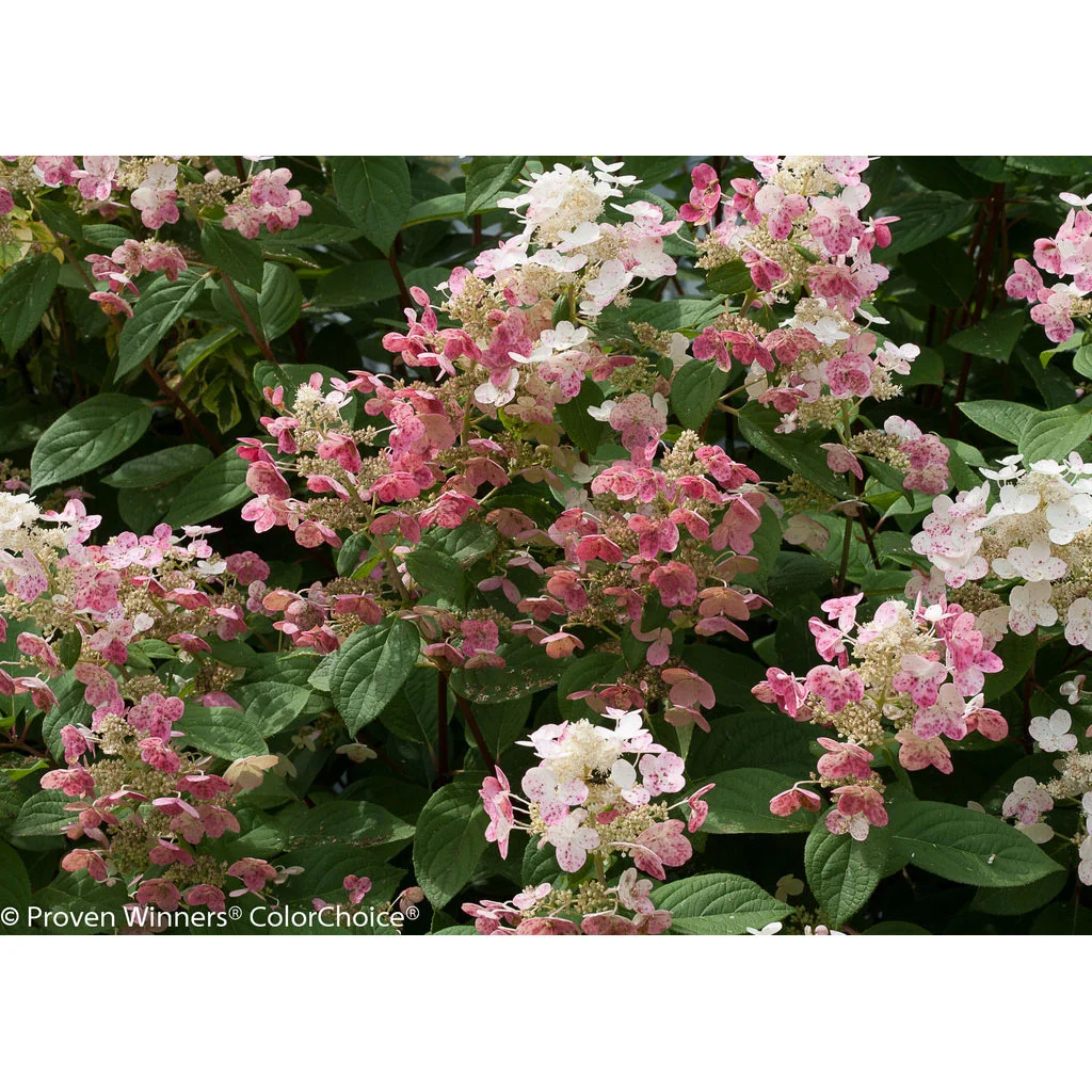 Hydrangea, Quick Fire Flowering Shrub, 3 Gallon Container - Image 3