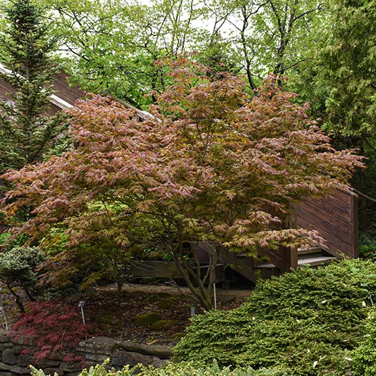 Johin Full Moon Japanese Maple - Acer shirasawanum - 24-30" Ball & Burlap Tree