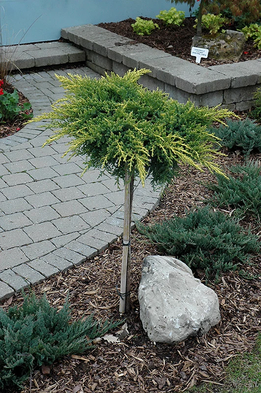 Daub's Frosted Juniper - Juniperus x media 'Daub's Frosted' - 24 - 30" Ball & Burlap Tree