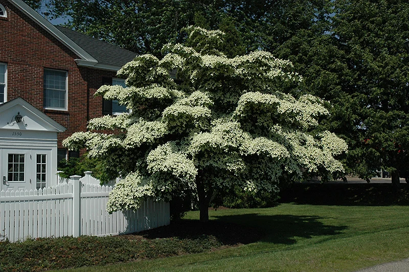 Chinese Dogwood - Cornus kousa - Ball & Burlap Tree (Multiple Sizes) - Image 3