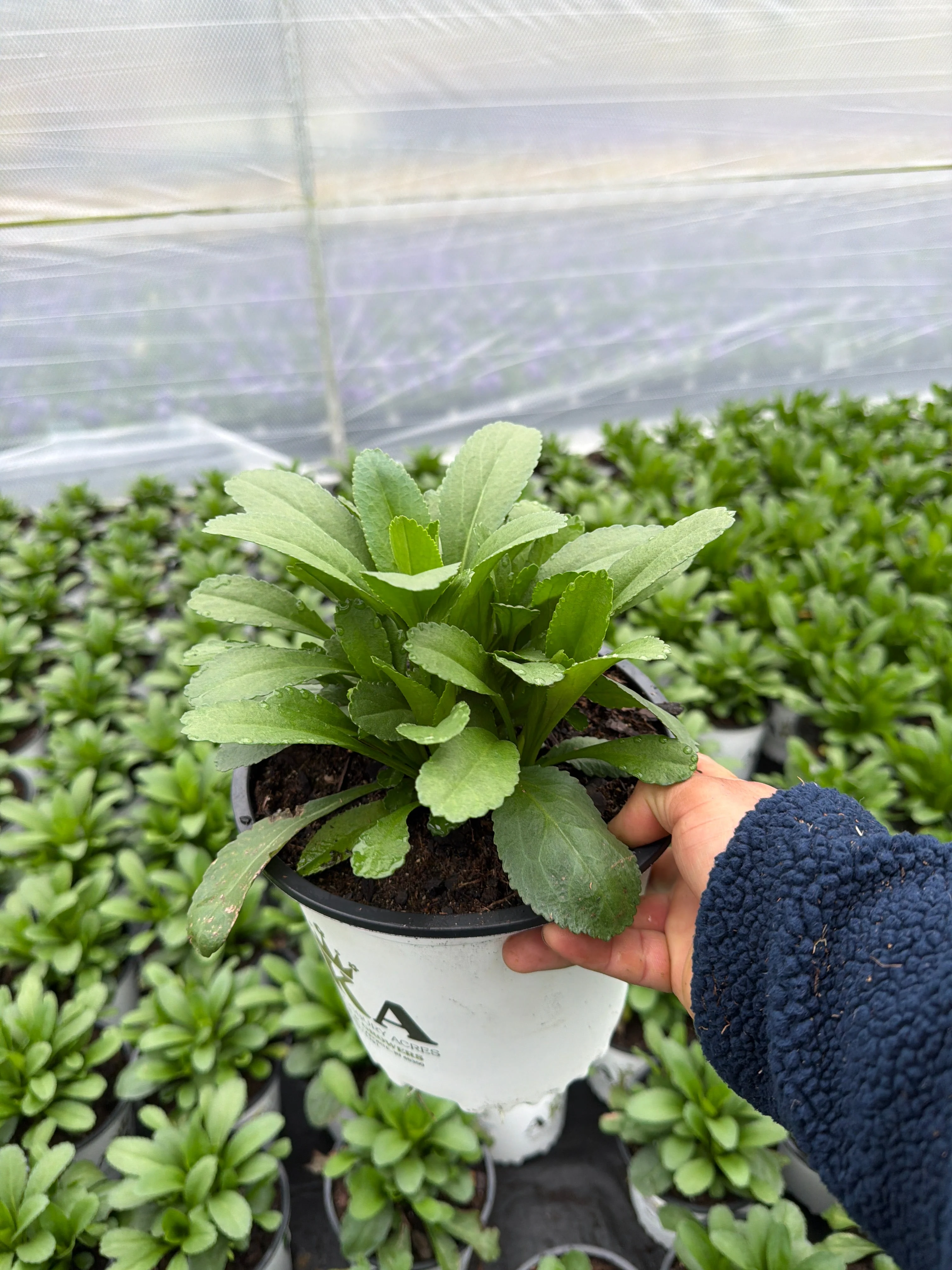 Leucanthemum Shasta Daisy Becky - 8" Potted Perennial - Image 3