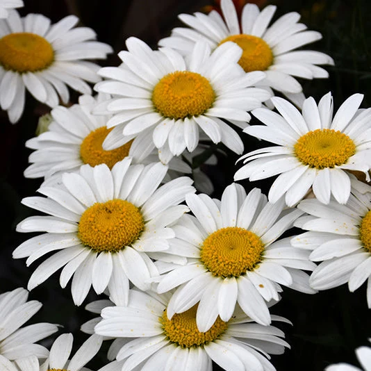 Leucanthemum Shasta Daisy Snowcap - 8" Potted Perennial