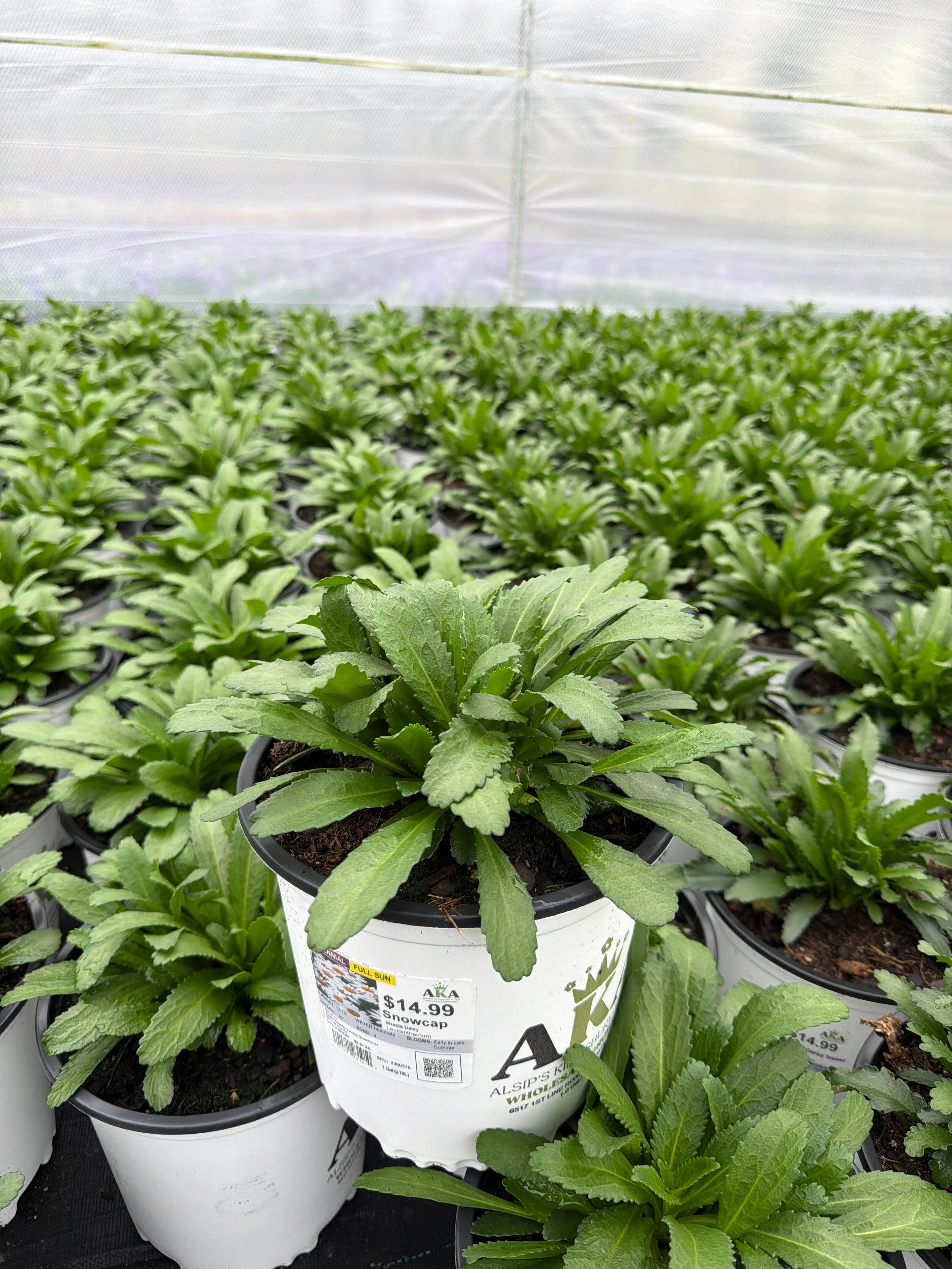 Leucanthemum Shasta Daisy Snowcap - 8" Potted Perennial - Image 2