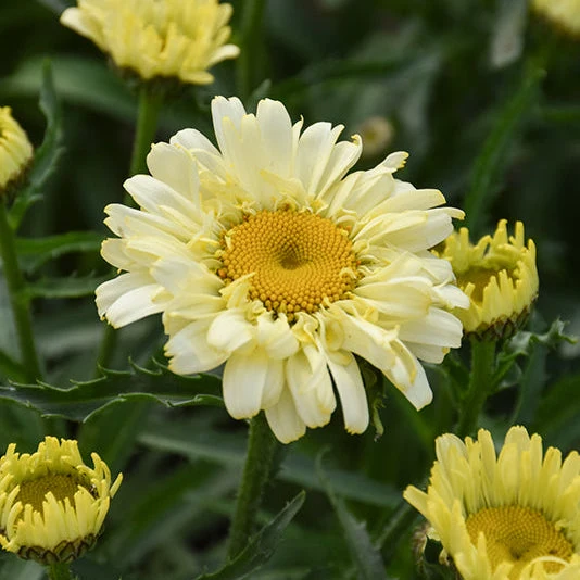 Leucanthemum Shasta Daisy Sweet Daisy Izabel - 8" Potted Perennial - Image 2