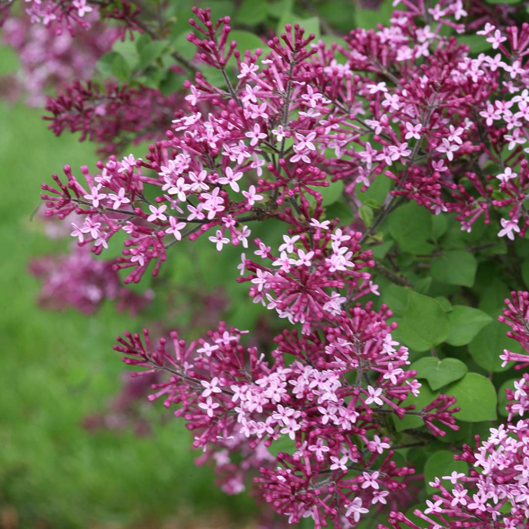 Syringa Bloomerang Dark Purple - 3 Gallon Pot - Image 6
