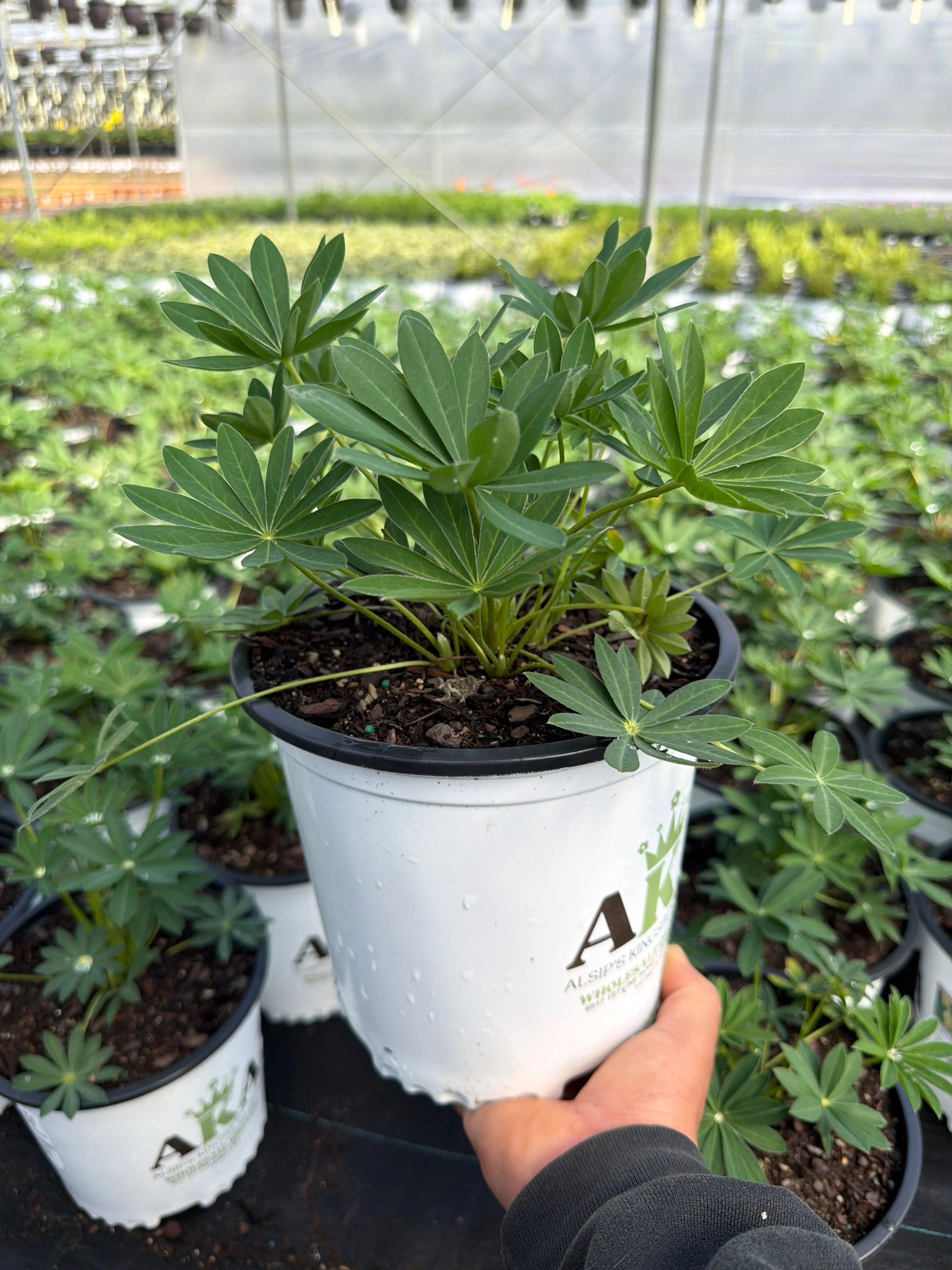 Lupinus Lupine Gallery Yellow - 8" Potted Perennial - Image 2
