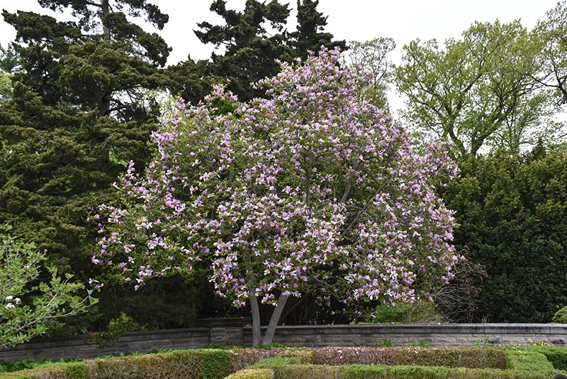 Jane Magnolia - Magnolia - 7 Gallon Potted Tree