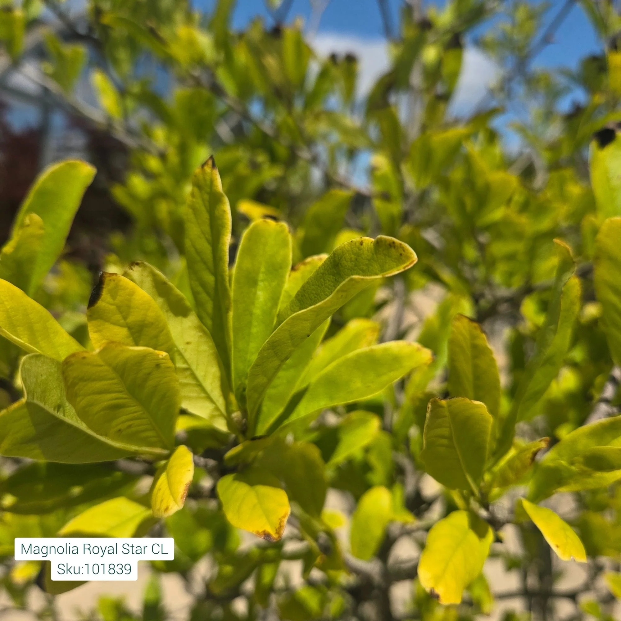 Royal Star Magnolia Tree - Magnolia stellata - Potted Tree (Multiple Sizes) - Image 2