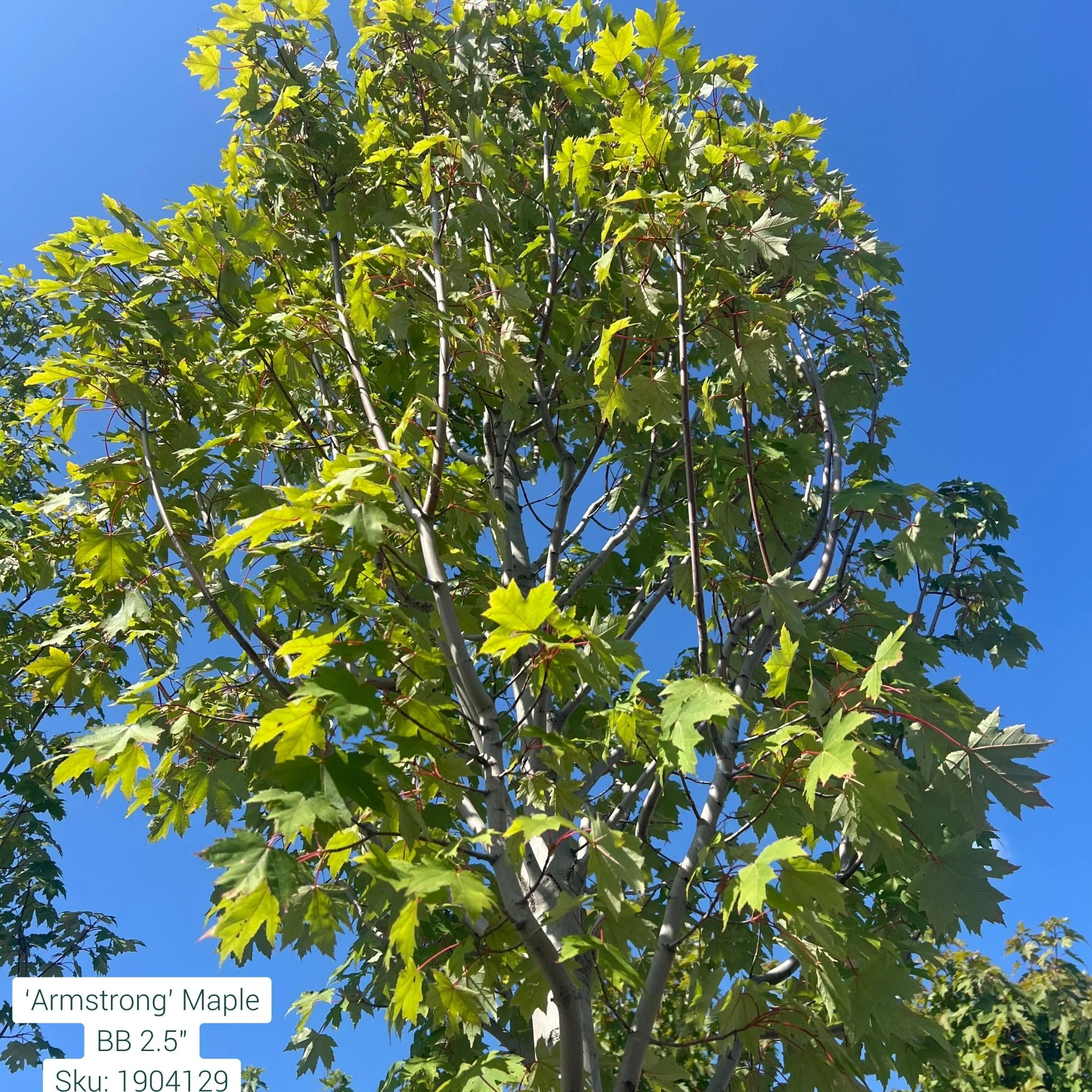 Armstrong Maple - Acer x freemanii - Ball & Burlap Tree (Multiple Sizes) - Image 2