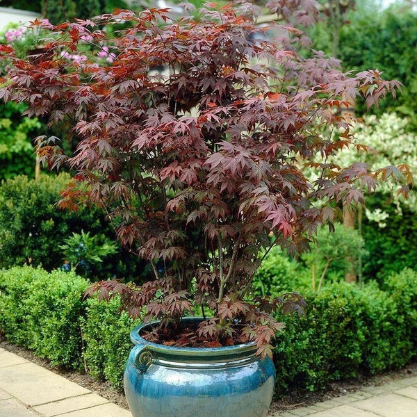Bloodgood Japanese Maple - Acer palmatum - Potted Tree (Multiple Sizes) - Image 14
