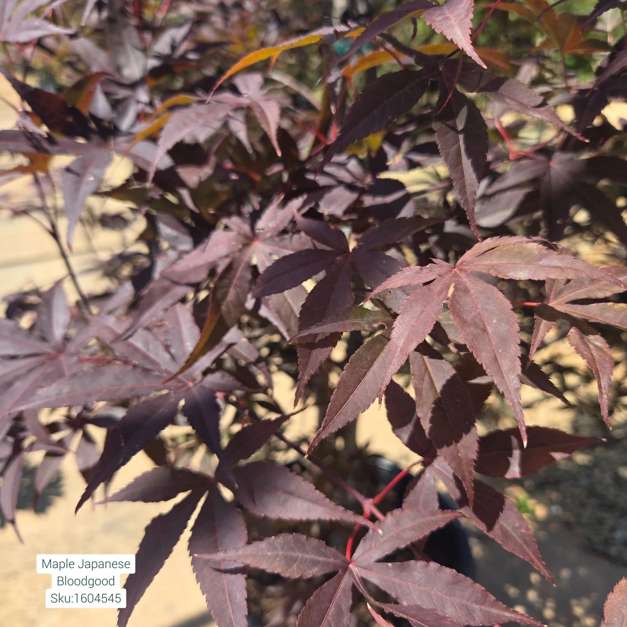 Bloodgood Japanese Maple - Acer palmatum - Potted Tree (Multiple Sizes) - Image 6