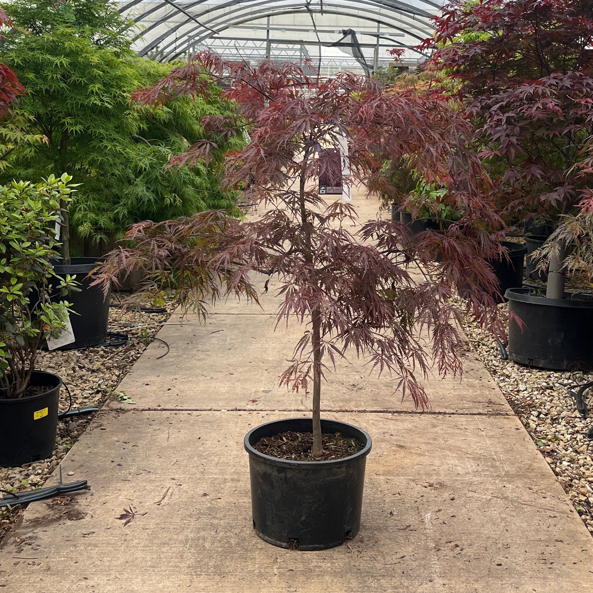Tamukeyama Japanese Maple - Acer palmatum - Potted Tree (Multiple Sizes) - Image 4