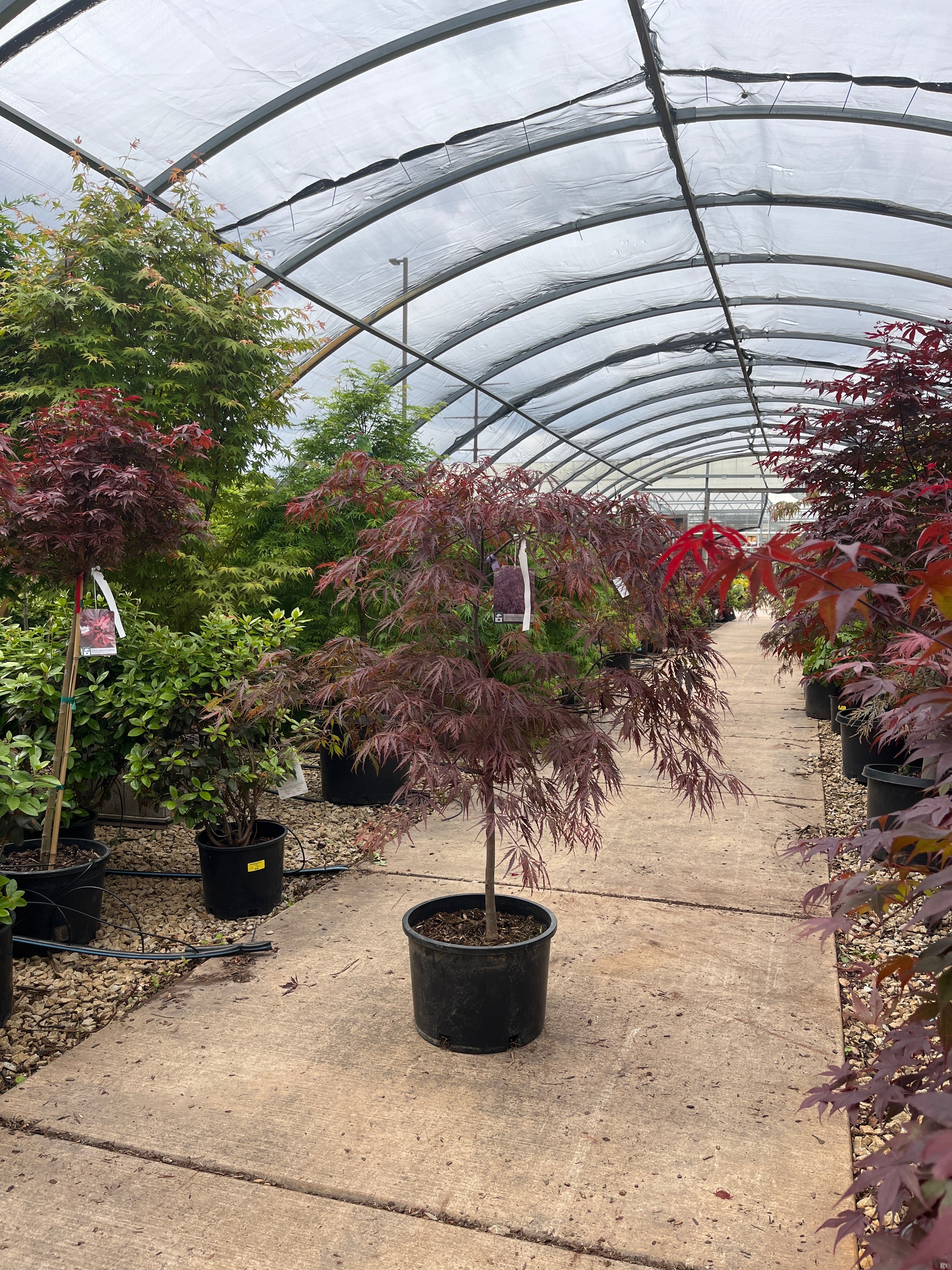 Tamukeyama Japanese Maple - Acer palmatum - Potted Tree (Multiple Sizes) - Image 5