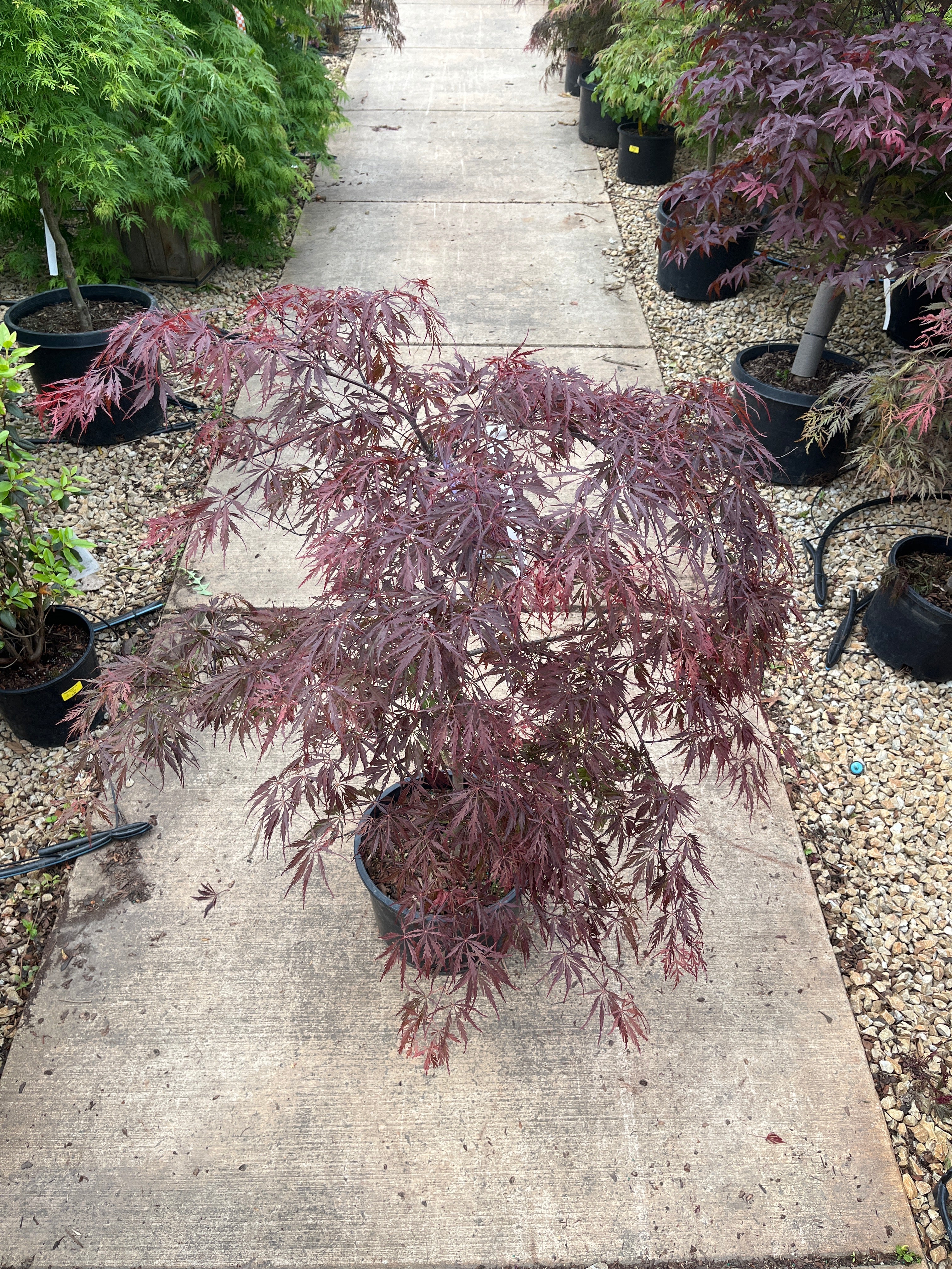 Tamukeyama Japanese Maple - Acer palmatum - Potted Tree (Multiple Sizes) - Image 6