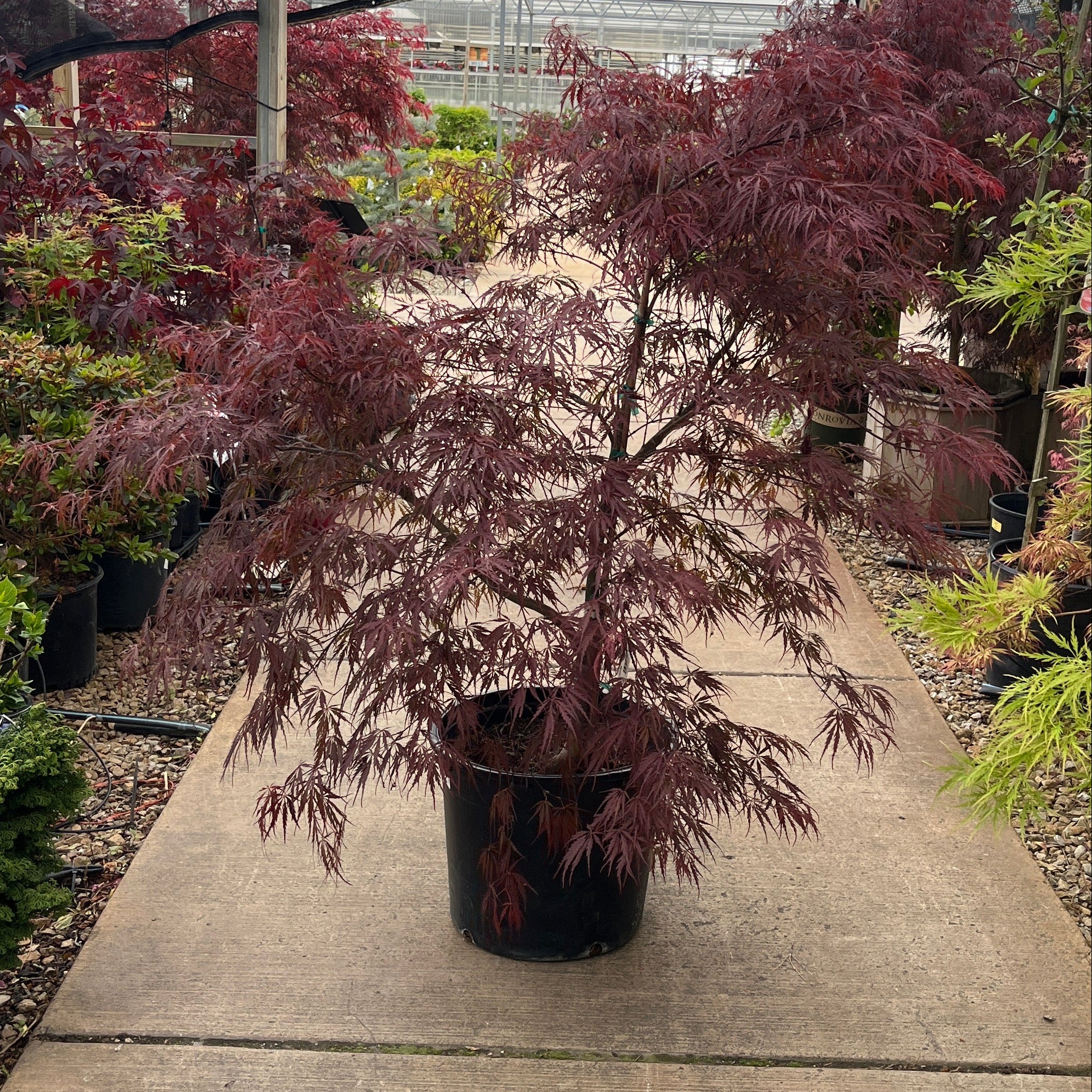 Tamukeyama Japanese Maple - Acer palmatum - Potted Tree (Multiple Sizes) - Image 7
