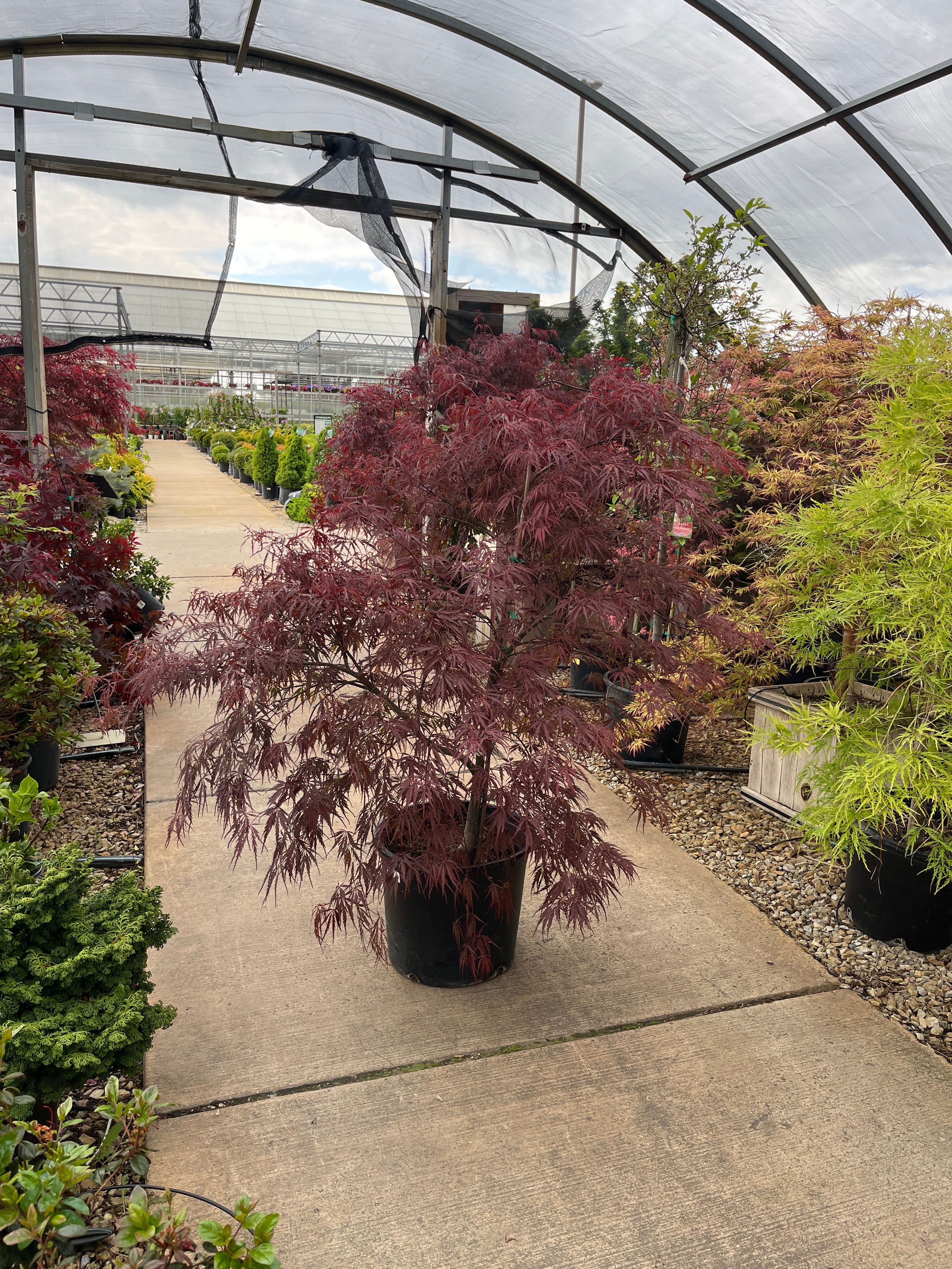 Tamukeyama Japanese Maple - Acer palmatum - Potted Tree (Multiple Sizes) - Image 8