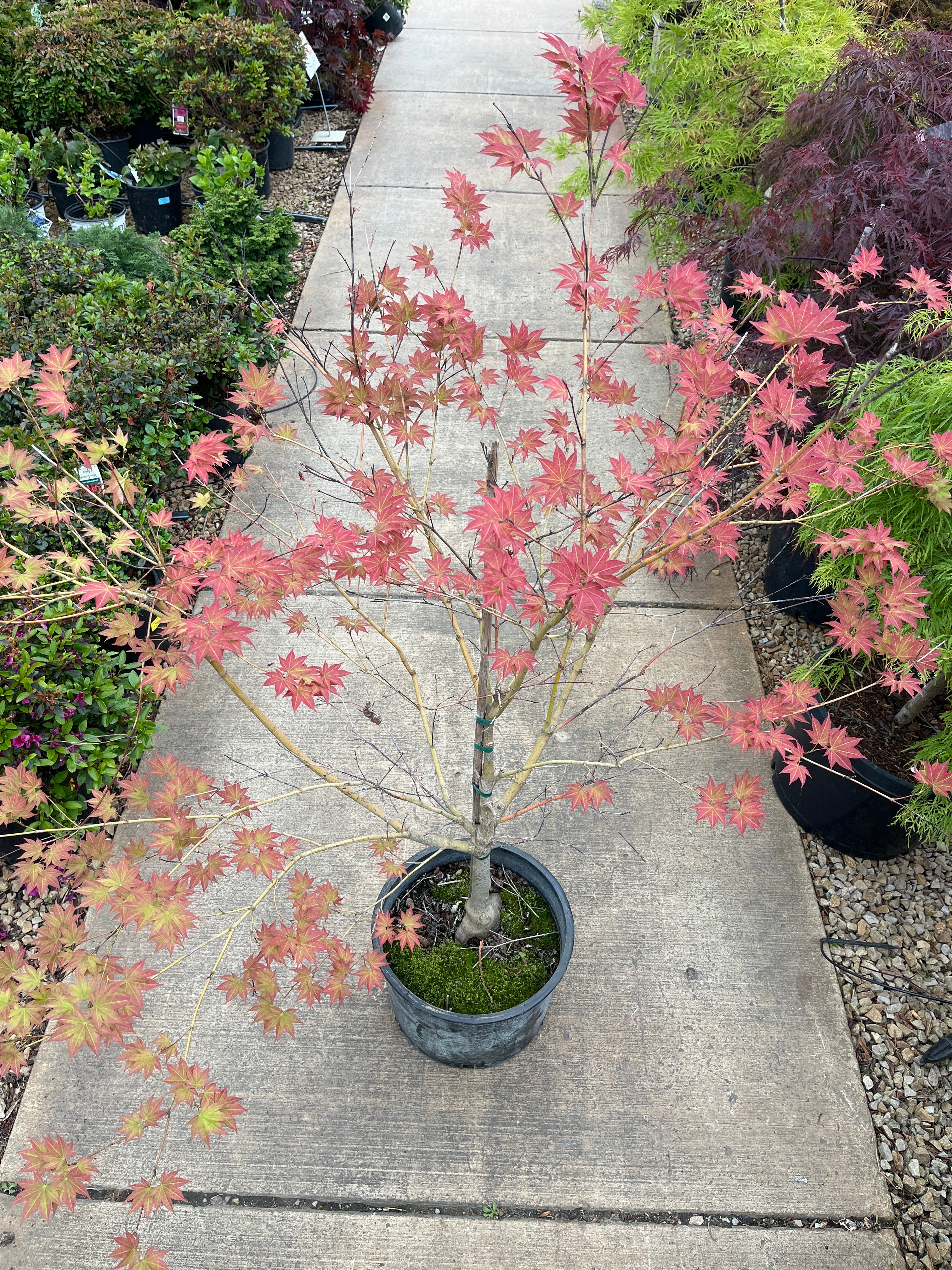 Tsukushi Gata Japanese Maple, - Acer palmatum - Potted Tree (Multiple Sizes) - Image 3