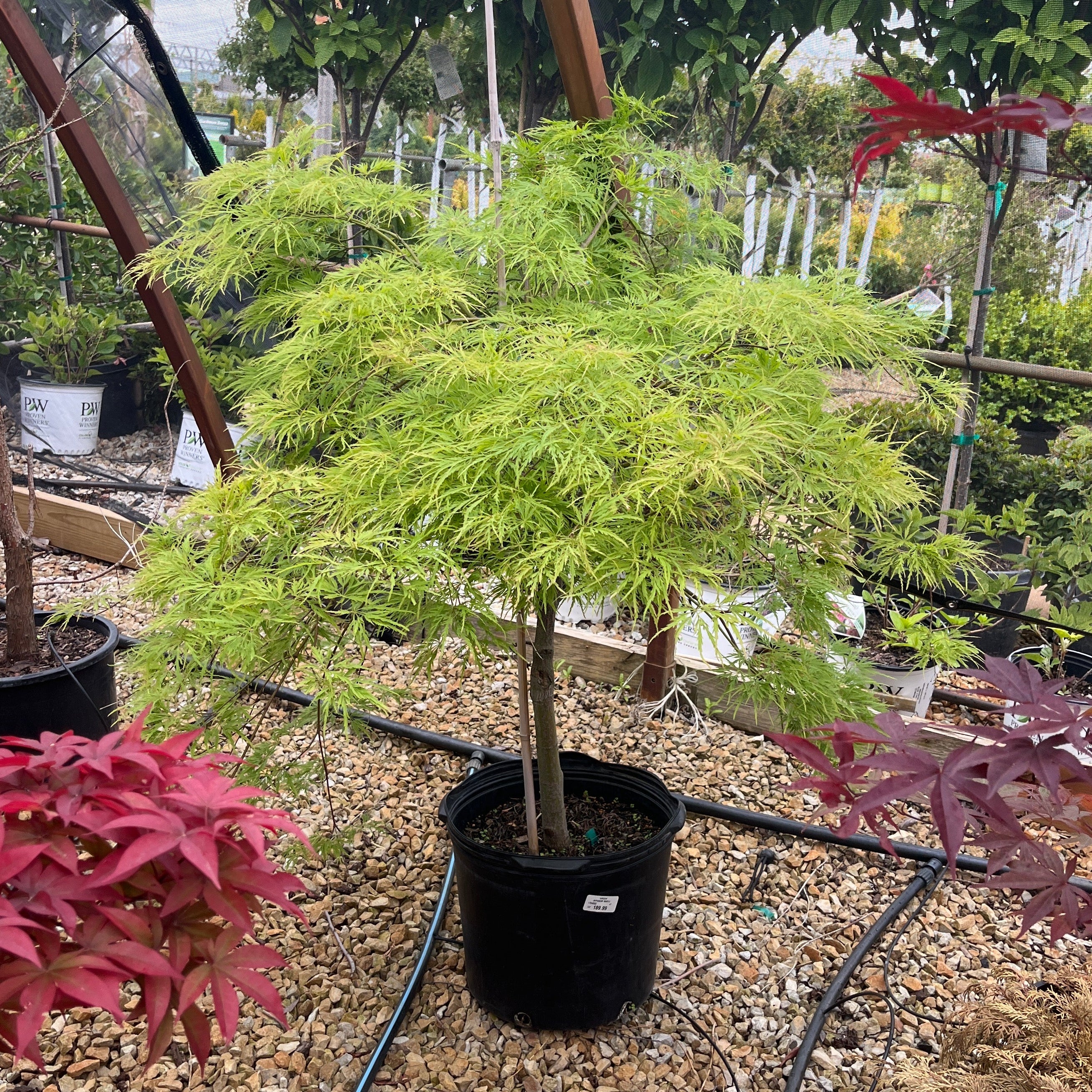 Laceleaf Japanese Maple - Acer palmatum ‘Dissectum Viridis’ - Potted Tree (Multiple Sizes)