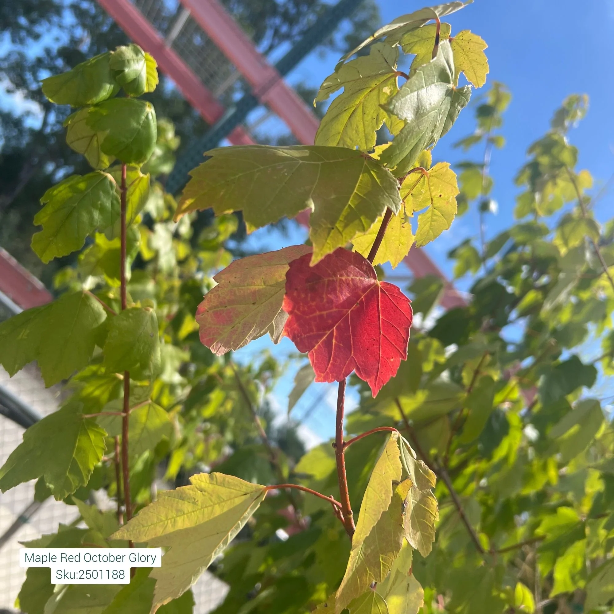 October Glory Red Maple - Acer rubrum - Potted Tree (Multiple Sizes) - Image 4