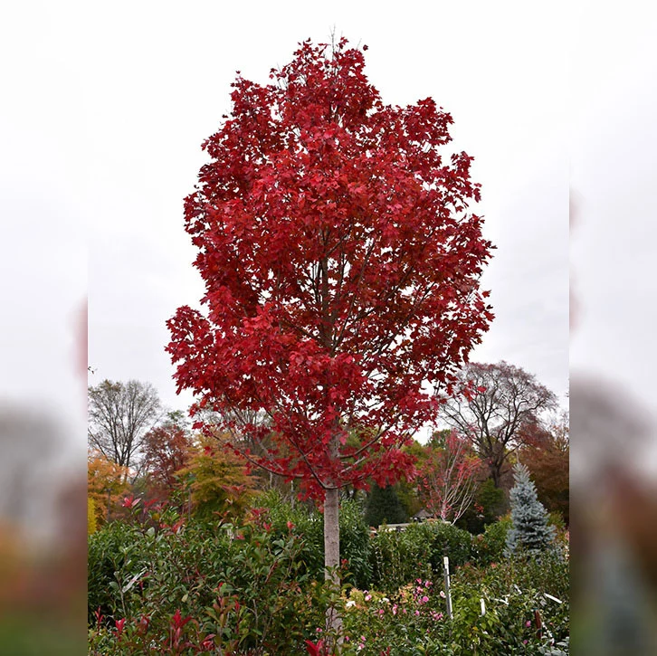 October Glory Red Maple - Acer rubrum - Potted Tree (Multiple Sizes) - Image 5