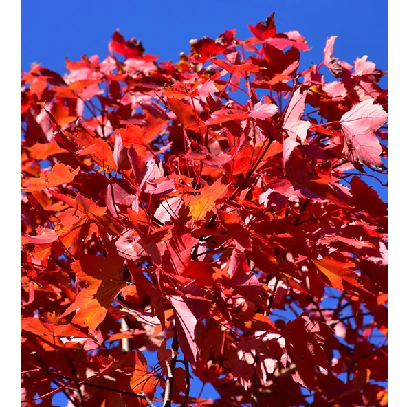 October Glory Red Maple - Acer rubrum - Potted Tree (Multiple Sizes) - Image 7