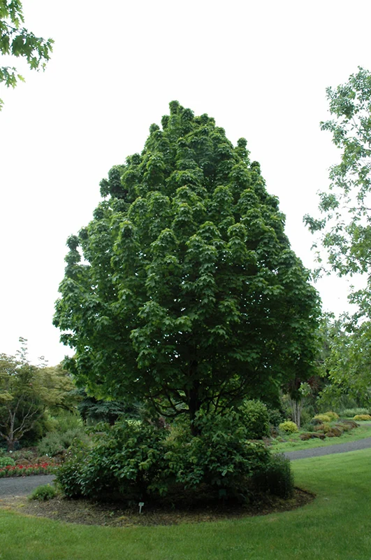 Apollo Sugar Maple - Acer saccharum 'Barrett Cole' - Ball & Burlap Tree (Multiple Sizes) - Image 3