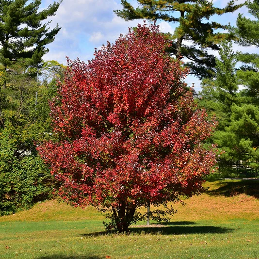 Redpointe® Red Maple - Acer rubrum 'Frank Jr.' - Ball and Burlap Tree (Multiple Sizes) - Image 5