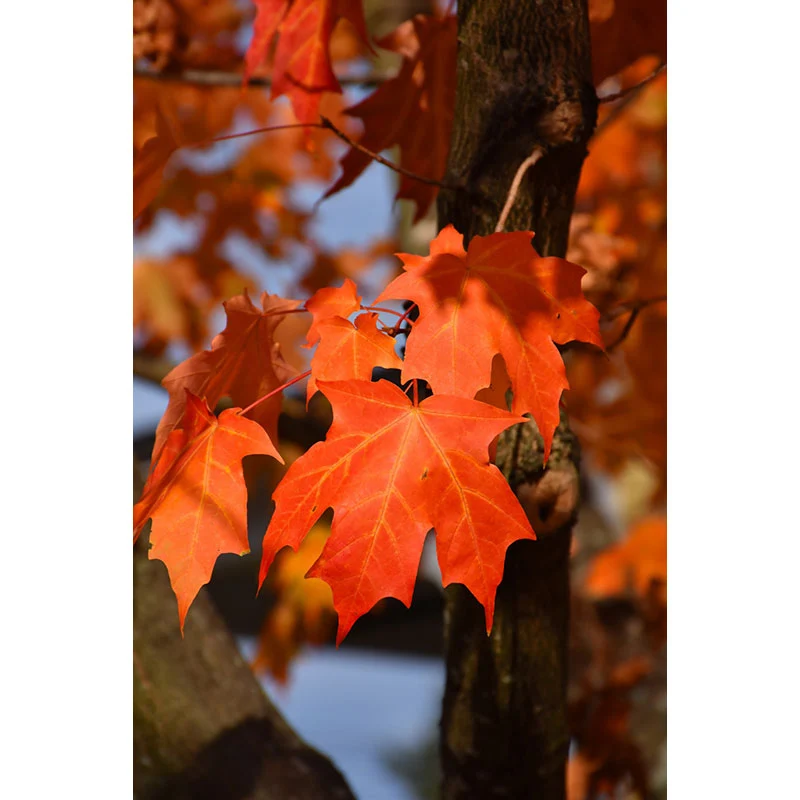 Green Mountain Sugar Maple - Acer saccharum 'Green Mountain' - 2" Caliper Ball and Burlap Tree - Image 2