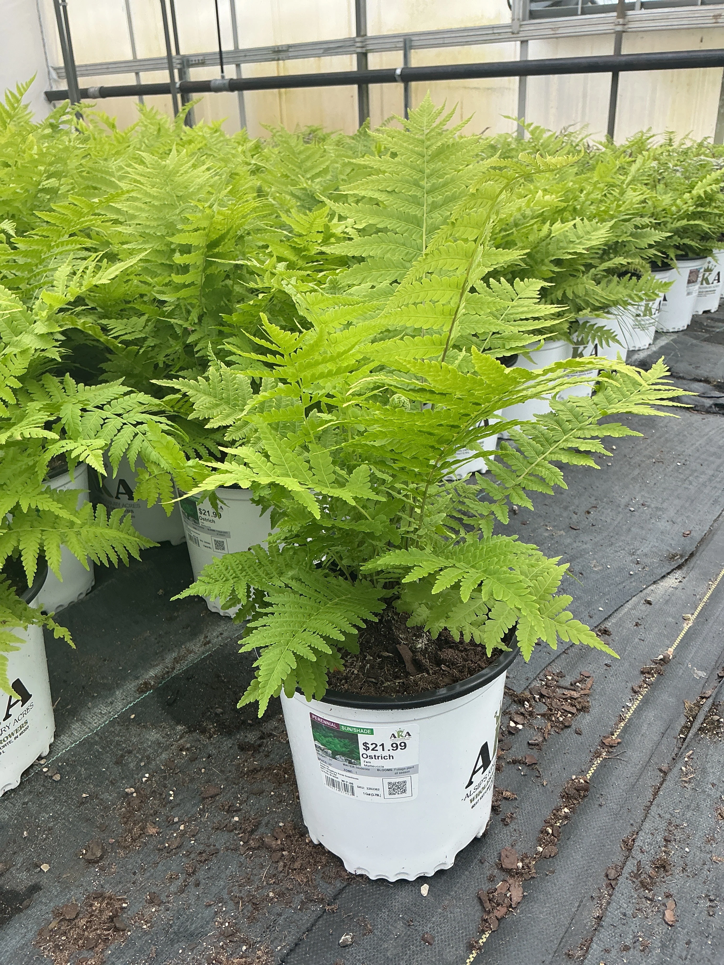 Matteuccia Ostrich Fern Ostrich (struthiopteris) - 8" Potted Perennial - Image 3