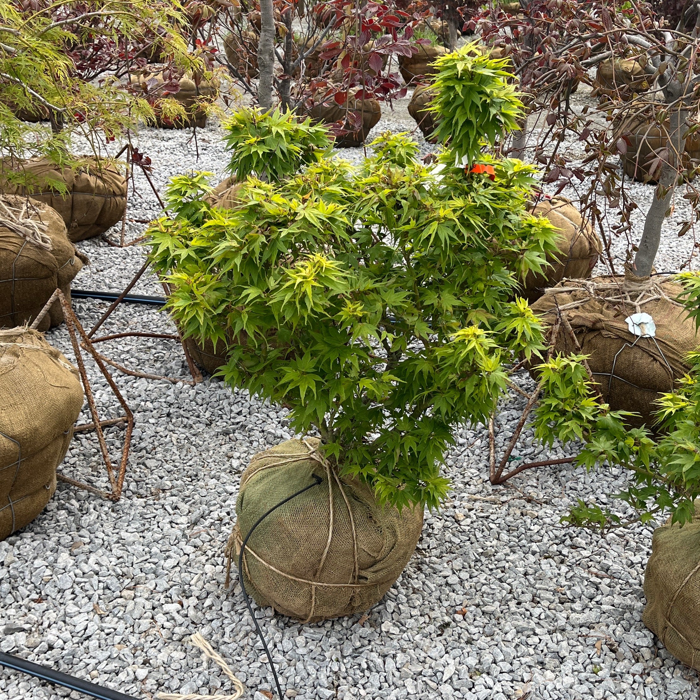 Mikawa Yatsubusa Japanese Maple - Acer palmatum - 24-30" Ball & Burlap Tree