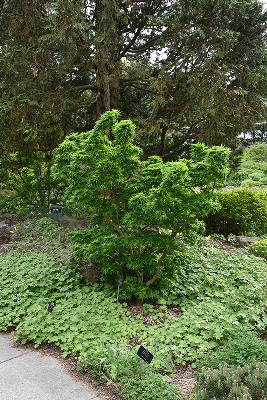 Mikawa Yatsubusa Japanese Maple - Acer palmatum - 24-30" Ball & Burlap Tree - Image 2