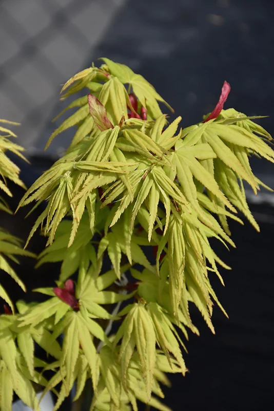 Mikawa Yatsubusa Japanese Maple - Acer palmatum - 24-30" Ball & Burlap Tree - Image 3