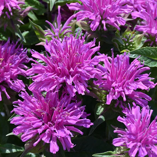 Monarda Bee Balm Balmy Lilac - 8" Potted Perennial