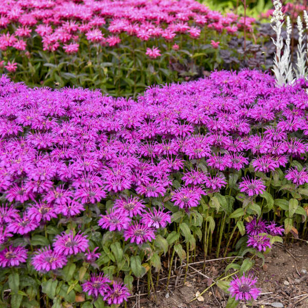Monarda Bee Balm Leading Lady Plum - 8" Potted Perennial - Image 2