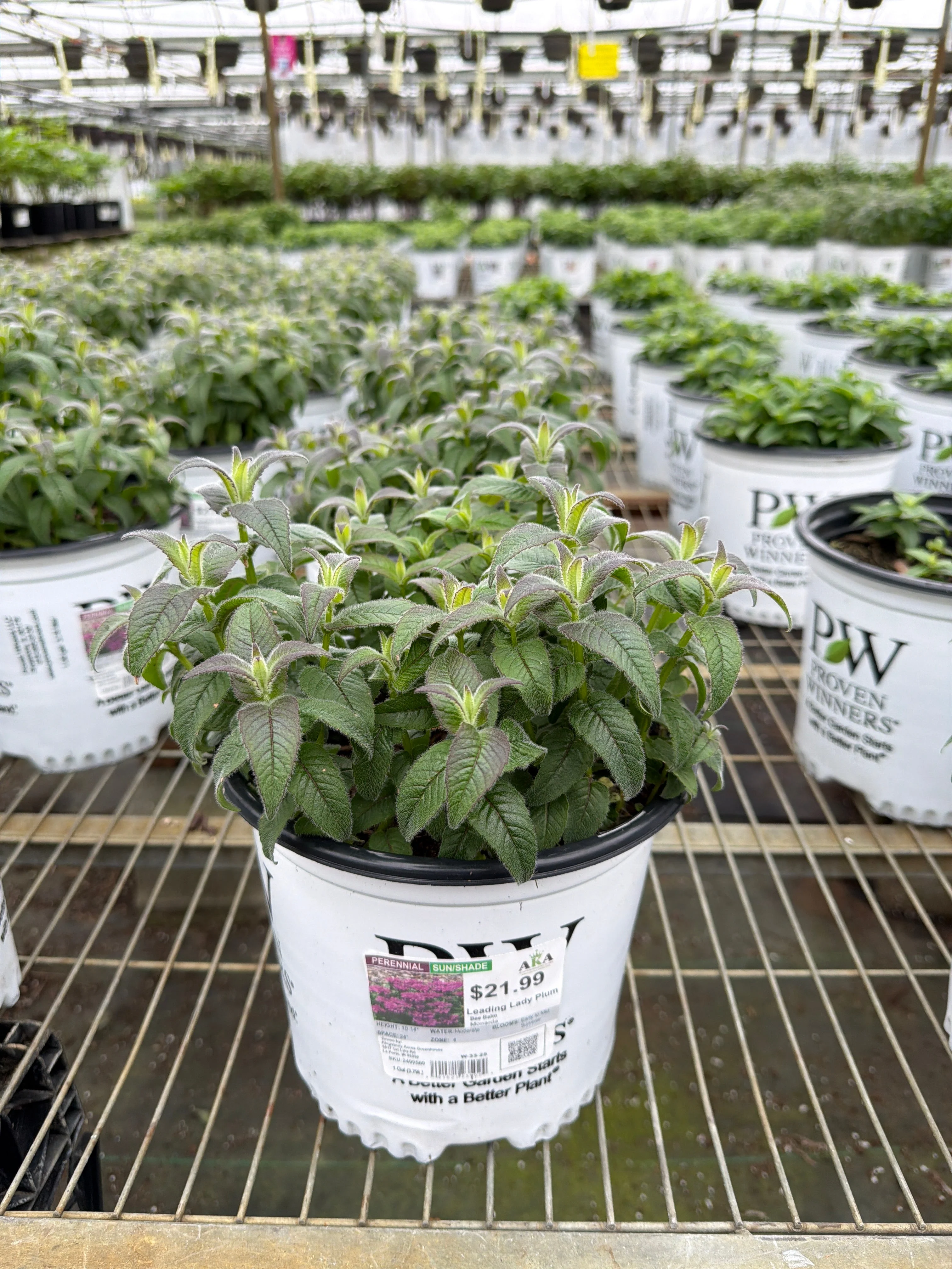 Monarda Bee Balm Leading Lady Plum - 8" Potted Perennial - Image 3