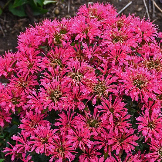 Monarda Bee Balm Pardon My Cerise - 8" Potted Perennial - Image 2