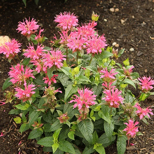 Monarda Bee Balm Pardon My Rose - 8" Potted Perennial