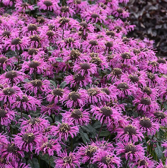 Monarda Bee Balm Upscale Lavender Taffeta - 8" Potted Perennial