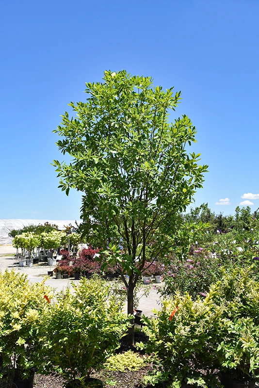 Moonglow Sweetbay Magnolia - Magnolia virginiana 'Jim Wilson' - 15 Gallon Potted Tree - Image 2