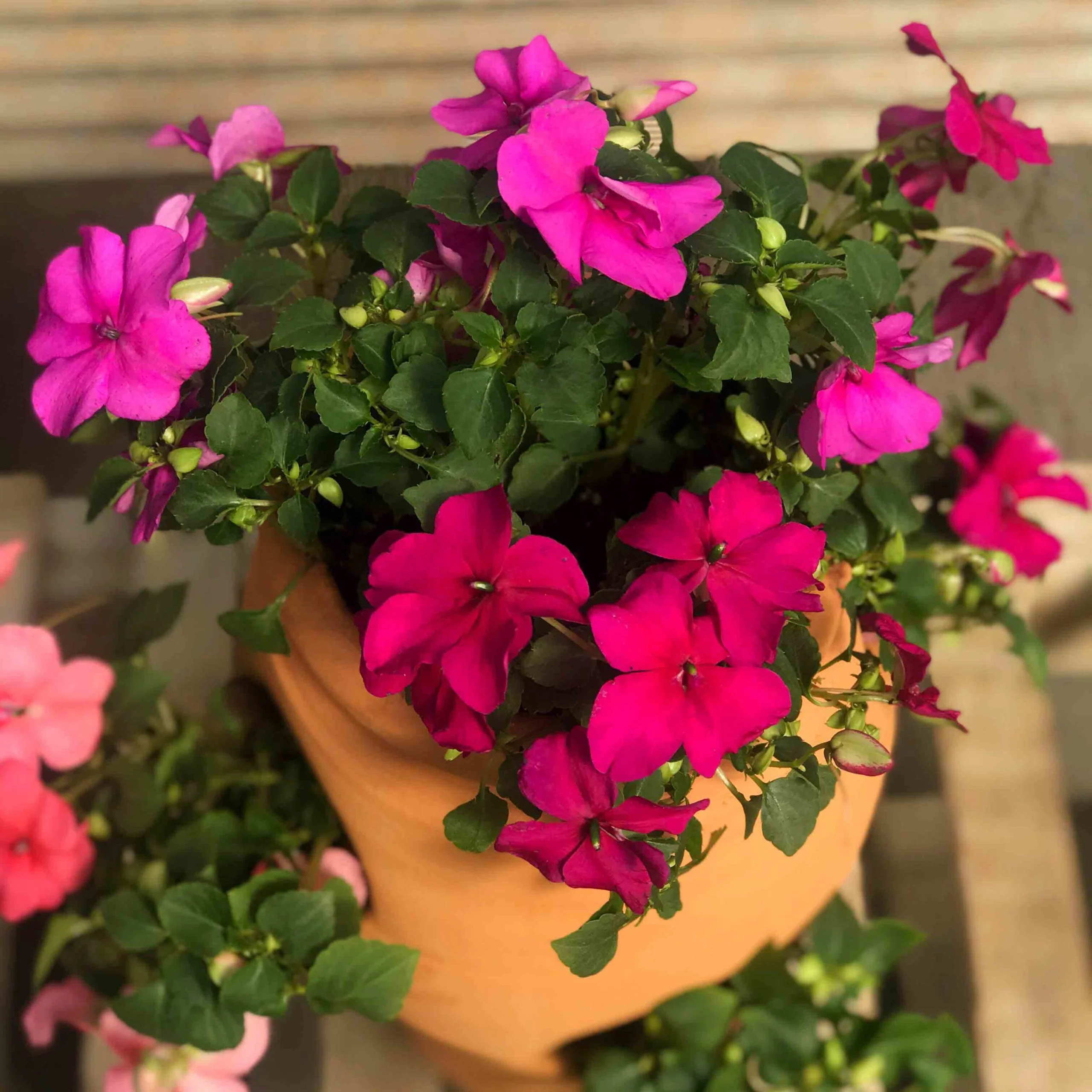 Mother's Day Impatien Flower Pot Kit for Kids - Image 2