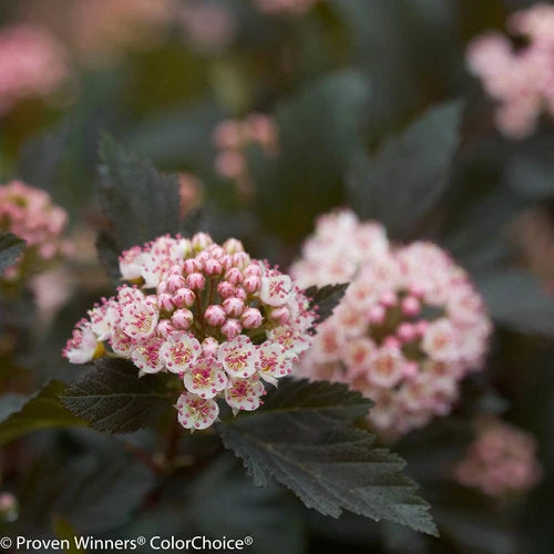 Physocarpus Summer Wine - 3 Gallon Pot - Image 3