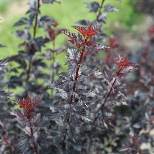 Physocarpus Summer Wine Black - 3 Gallon Pot - Image 3