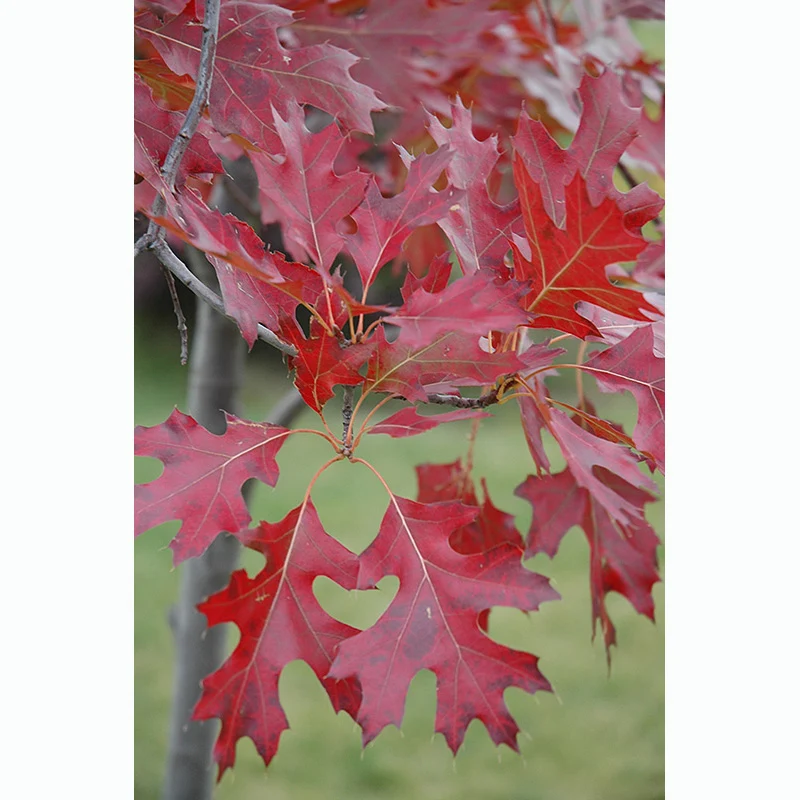 Northern Pin Oak - Quercus ellipsoidalis - Ball & Burlap Tree (Multiple Sizes) - Image 4