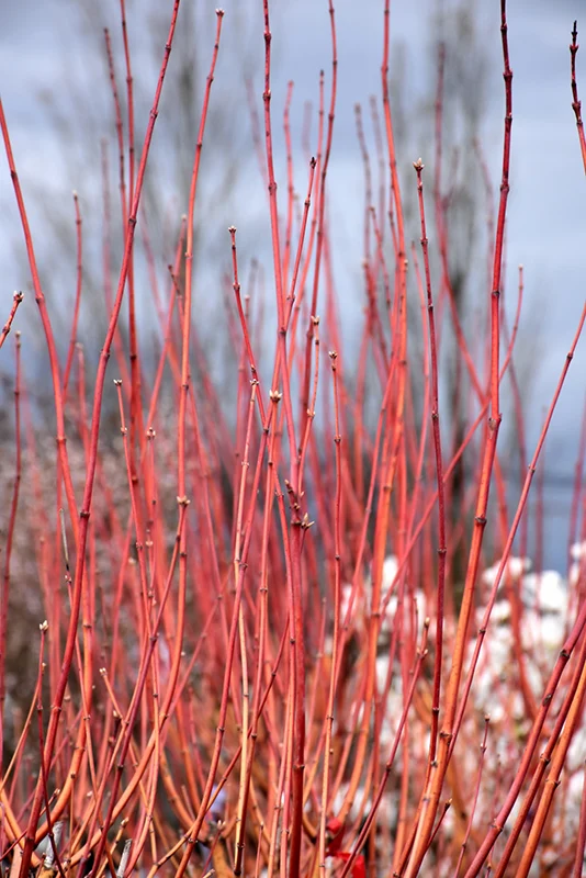 Pacific Fire Vine Maple - Acer circinatum - 5-6' Foot Ball & Burlap Tree