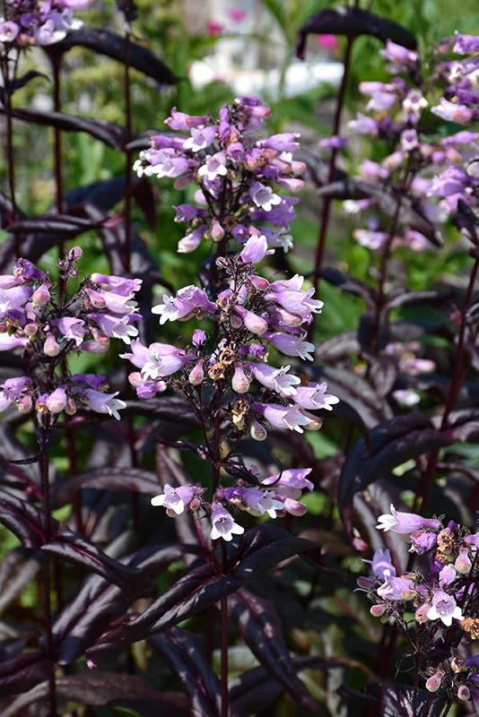 Penstemon Beardtongue Dakota Burgundy - 8" Potted Perennial