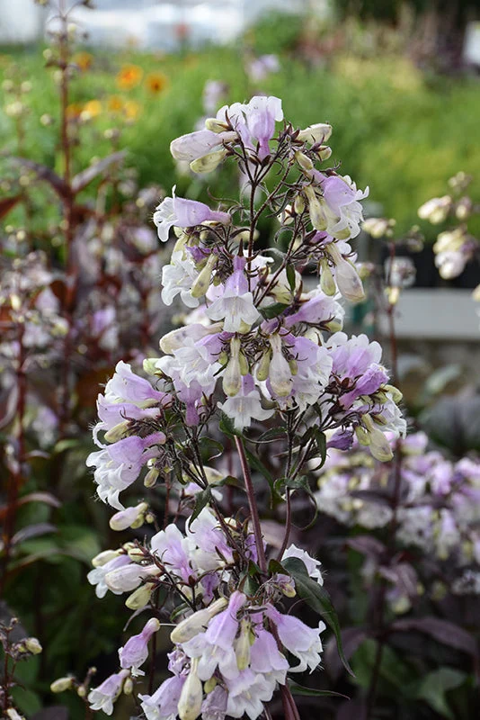 Penstemon Beardtongue Pocahontas - 8" Potted Perennial