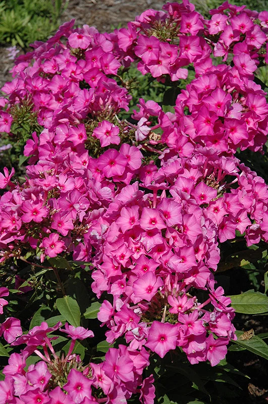 Phlox Garden Phlox Flame Pink - 8" Potted Perennial